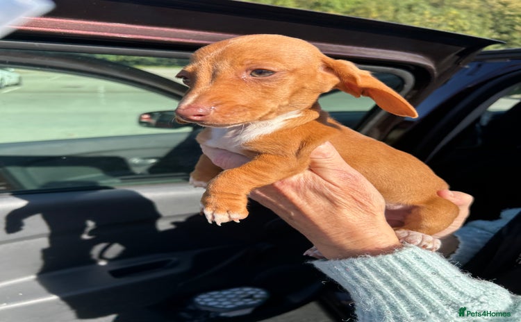 Miniature Dachshund dogs - Advert 2