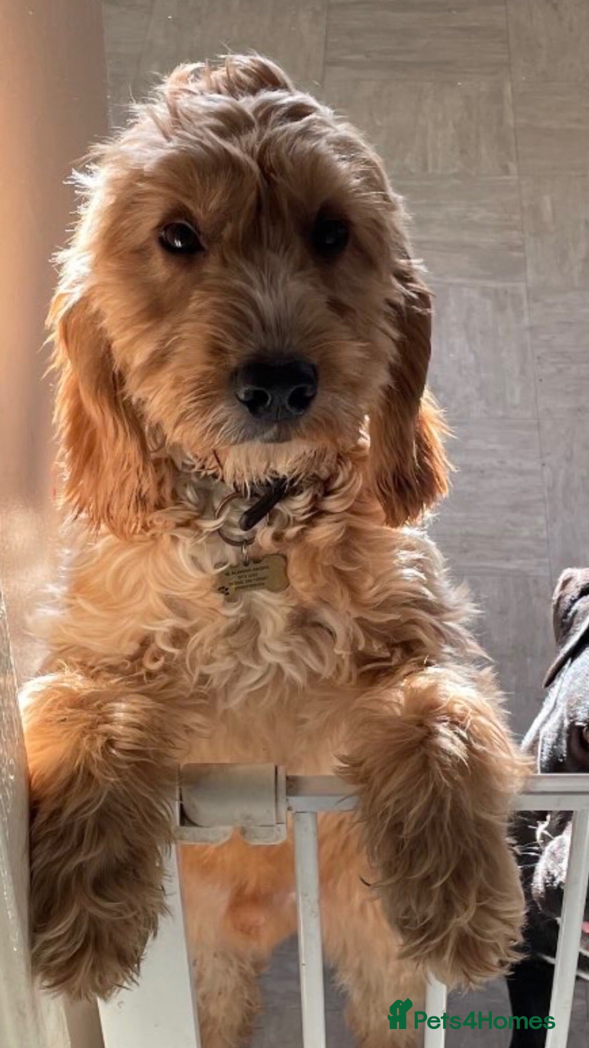 Mixed Breed dogs MIXED BREED PLEASE READ DESCRIPTION  - Advert 1