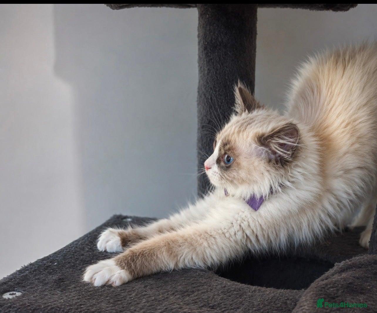 Ragdoll cats 1 Sweet Ragdoll boy Left looks 4 a loving family  - Advert 2