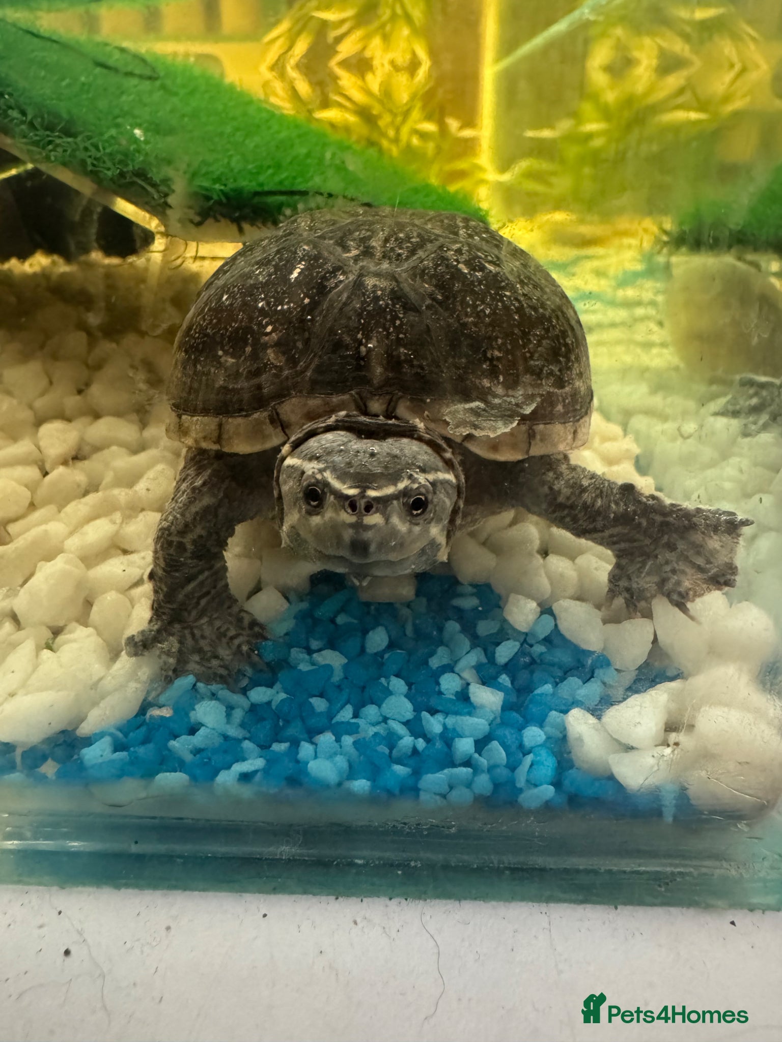 Turtle reptiles Musk turtles  - Advert 11