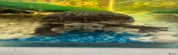 Turtle reptiles for sale: Musk turtles  - Advert 1