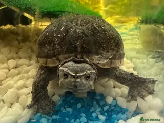 Turtle reptiles Musk turtles - Advert 11