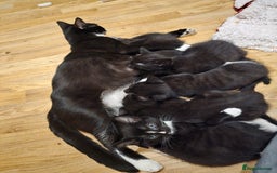 Mixed Breed cats for sale: 5 BEAUTIFUL KITTENS LOOKING NEW HOME  - Image 3