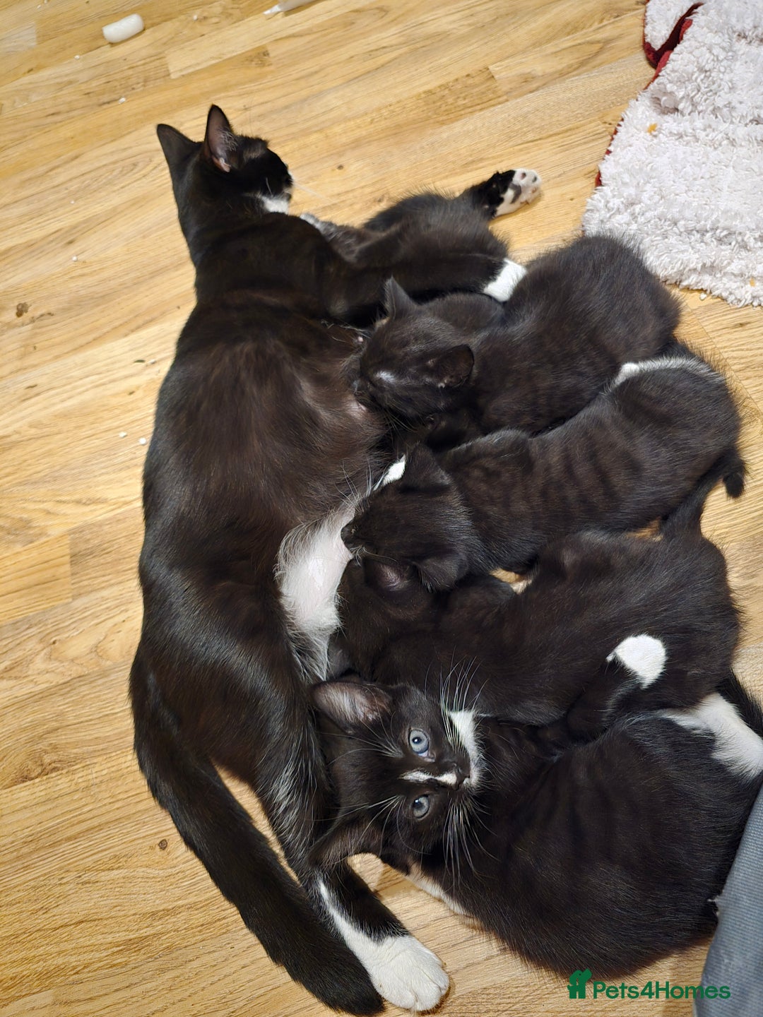 Mixed Breed cats for sale: 5 BEAUTIFUL KITTENS LOOKING NEW HOME  - Image 3