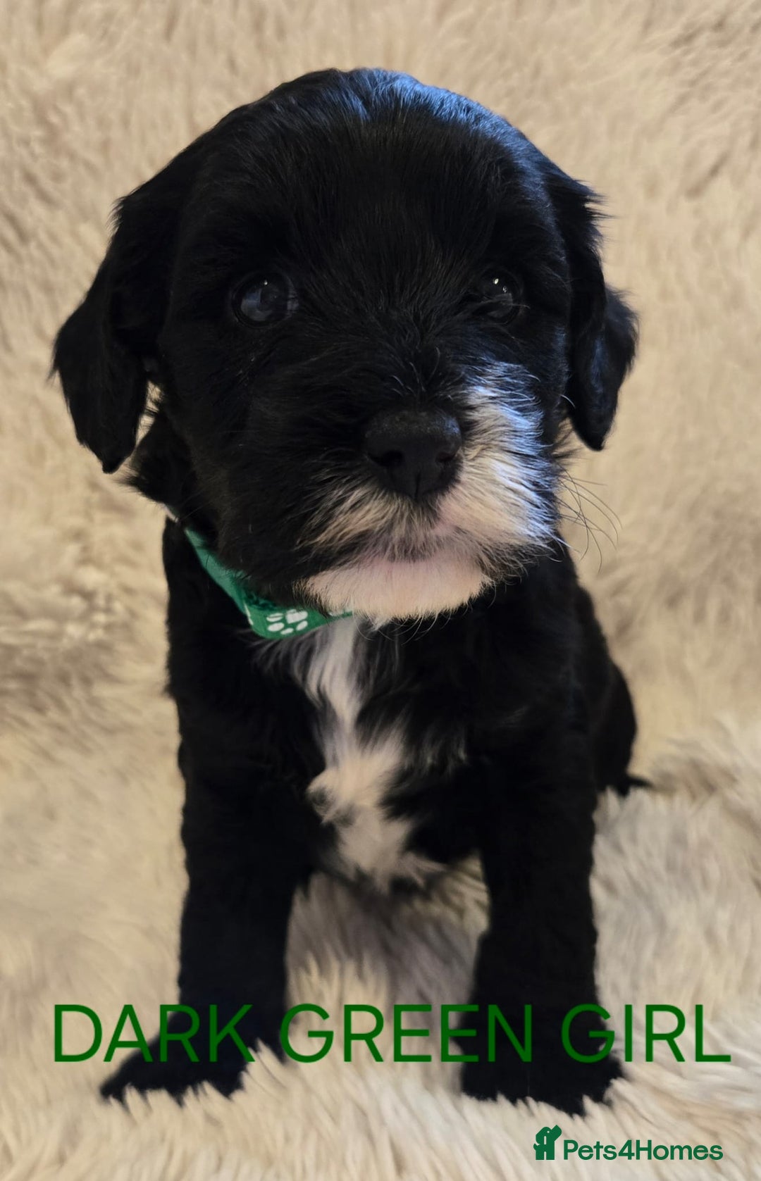Tibetan Terrier dogs for sale: Adorable fluffy TToodle puppies  - Image 16