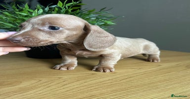 Miniature Dachshund dogs - Advert 2