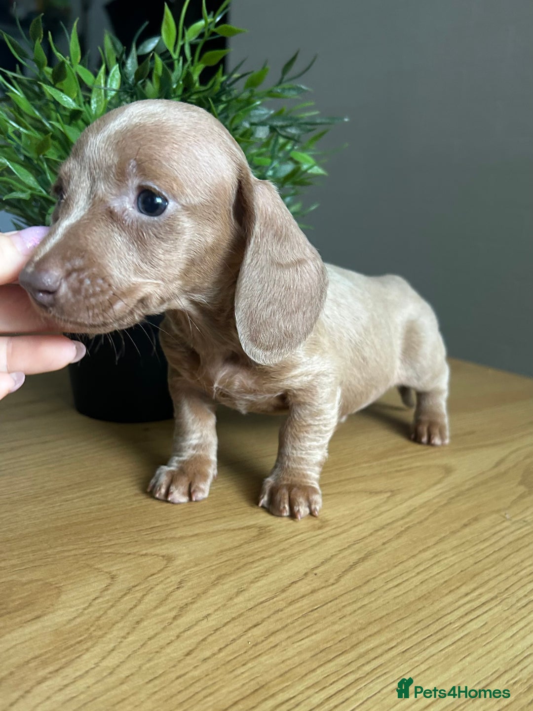 Miniature Dachshund dogs for sale: Perfecf kc true miniature dachshunds - Image 5