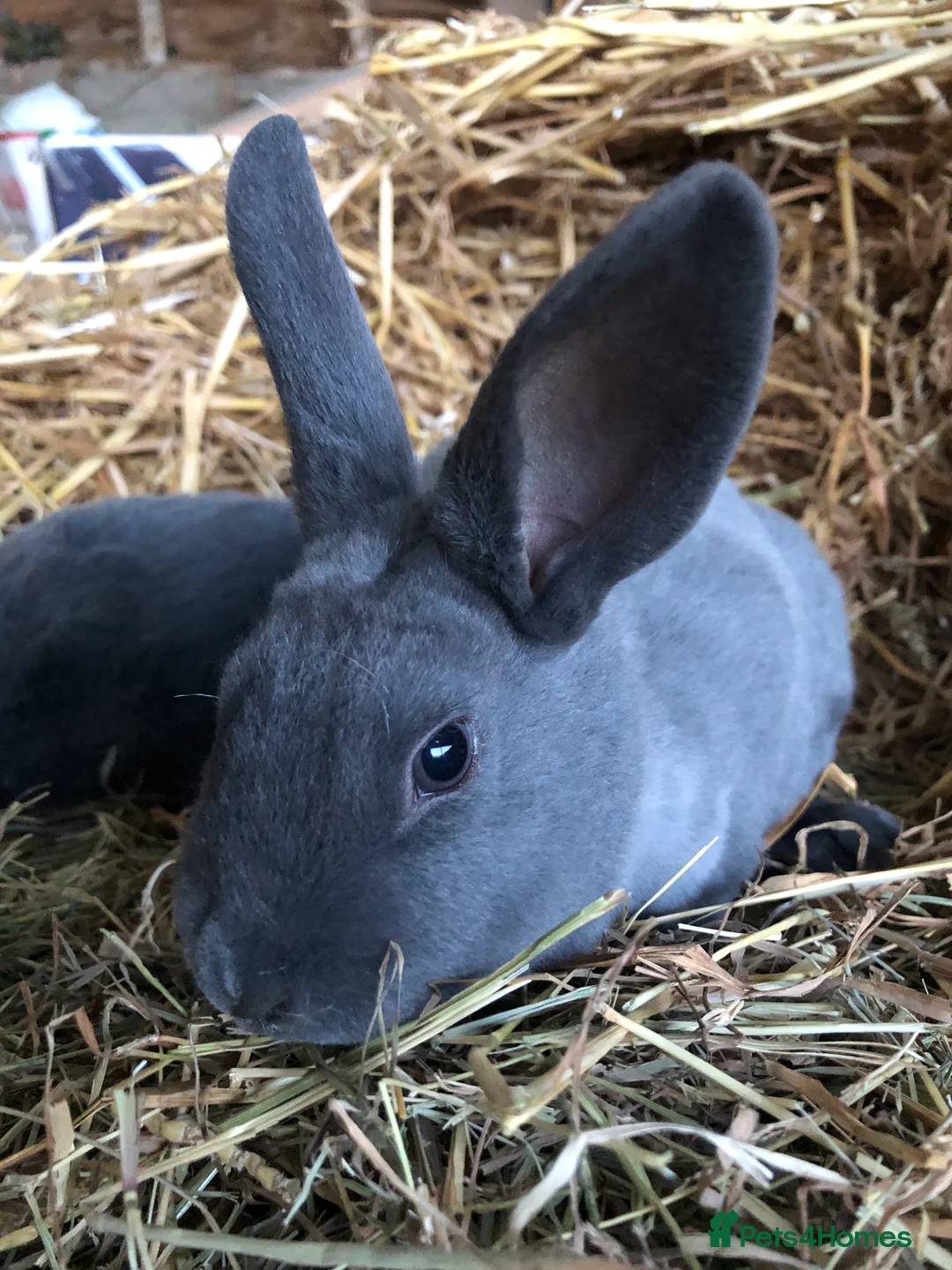 Rex rabbits for sale: Beautiful purebred velvet mini Rex rabbits 🐰🌿 - Advert 17