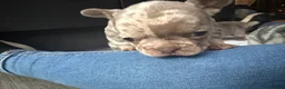 French Bulldog dogs for sale: KC registered female French bulldog pups available - Advert 5