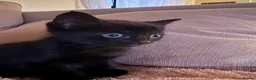 Mixed Breed cats for sale: Kittens for sale in Driffield - Advert 2