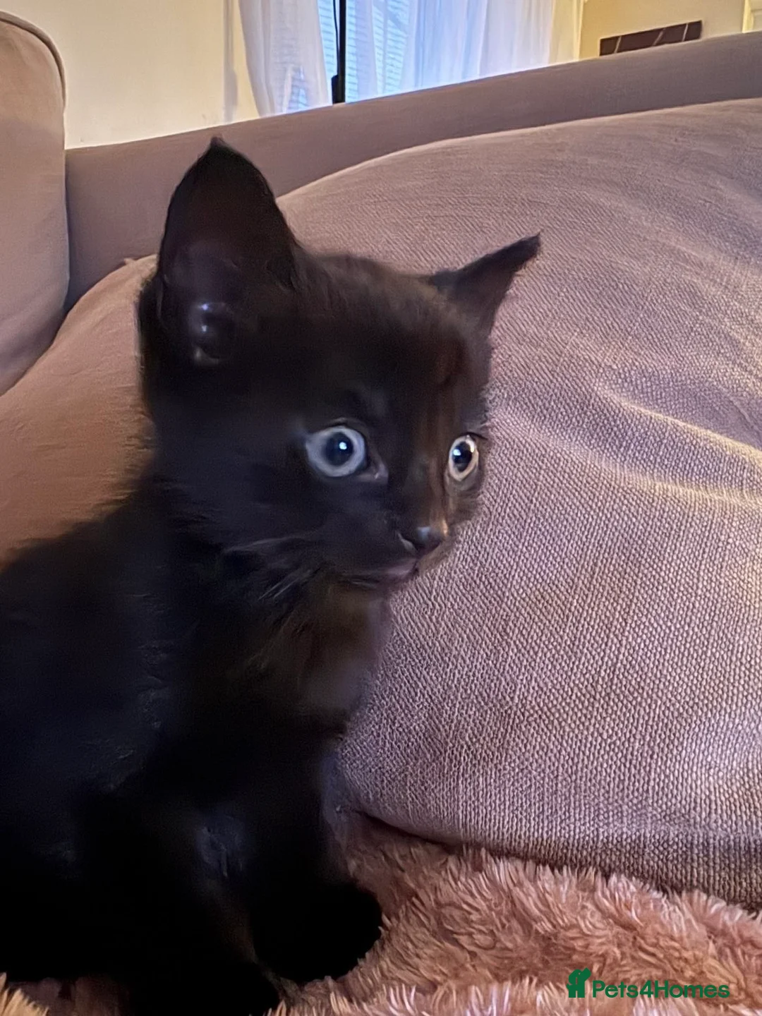 Mixed Breed cats for sale: Kittens for sale in Driffield - Advert 2