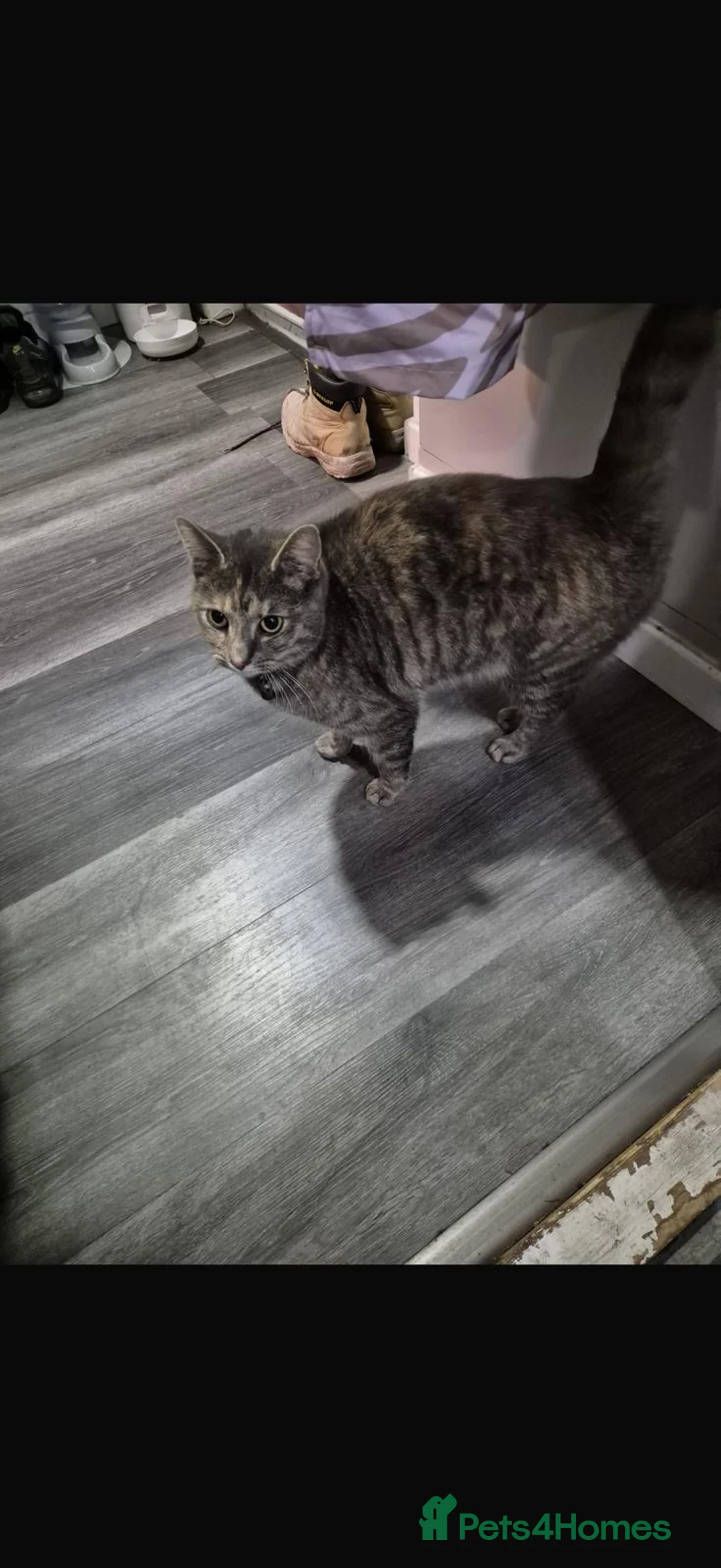 Mixed Breed cats for sale: Mother and daughter  - Advert 2