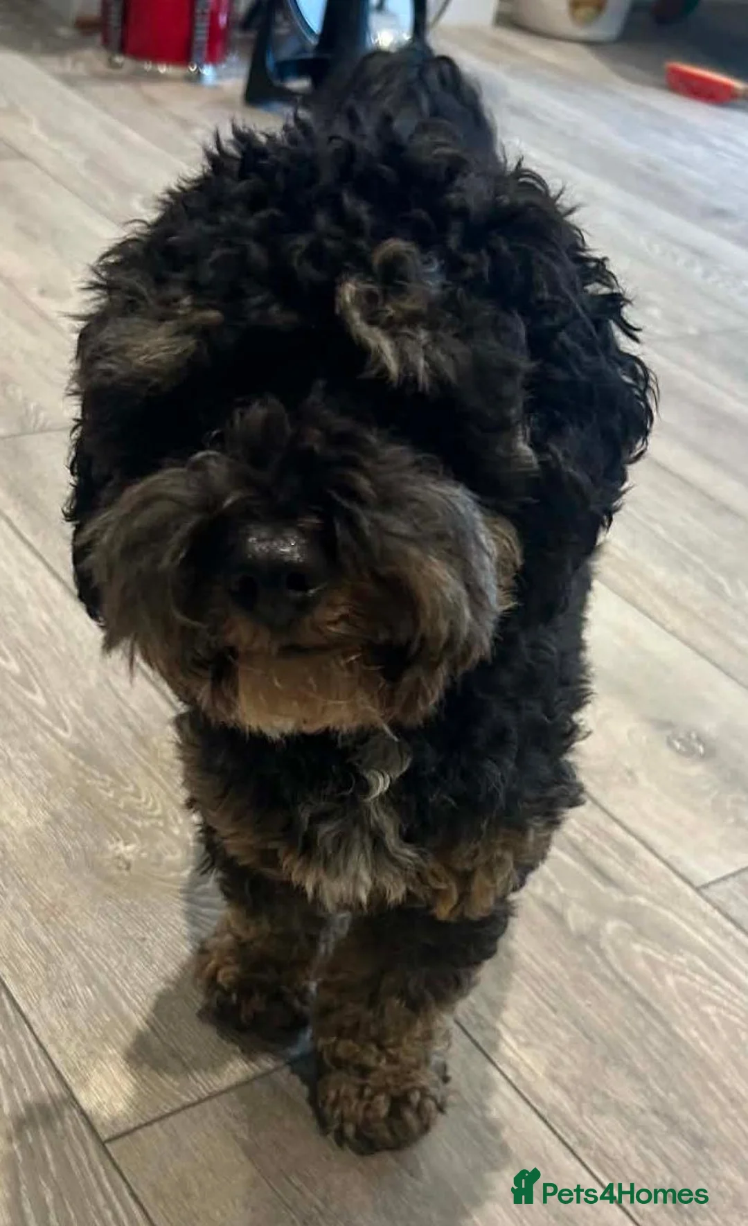 Cockapoo dogs for sale: Rocco 1 year old Cockapoo  in Bexhill-on-Sea - Advert 2