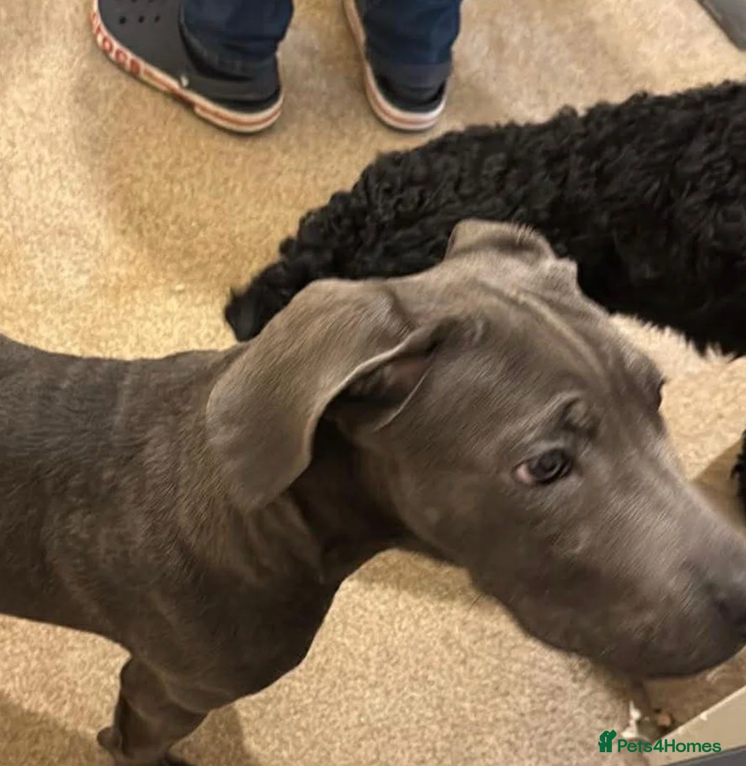 Cane Corso dogs for sale: Elsie - Advert 1