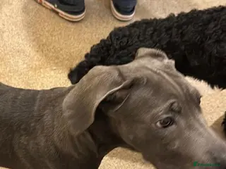 Cane Corso dogs Elsie - Advert 1