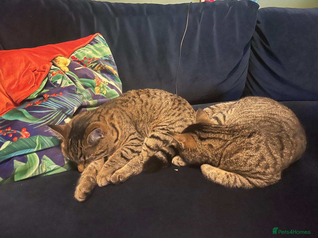 Mixed Breed cats for sale: Two short hair mixed breed cats  - Advert 4