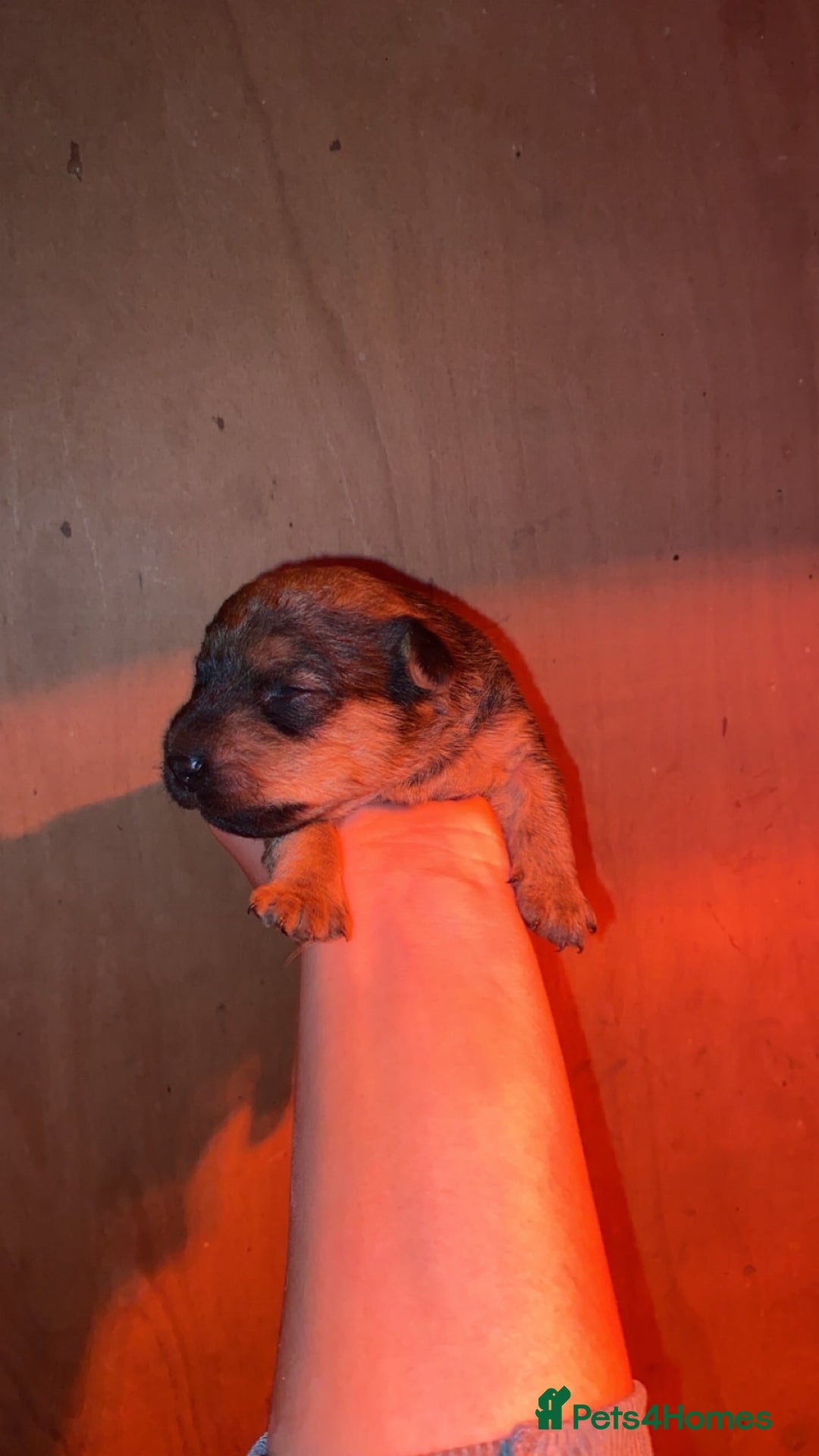 Lakeland Terrier dogs for sale: Red Working Type Lakeland Terrier Male For Sale - Advert 13