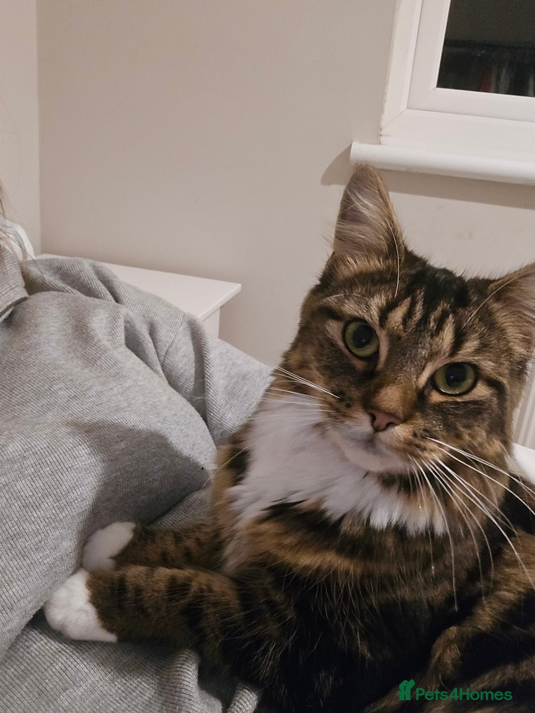 Mixed Breed cats for sale: Stunning long haired brown tabby - Advert 2