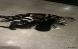 Mixed Breed cats for sale: Three beautiful kittens  - Image 9