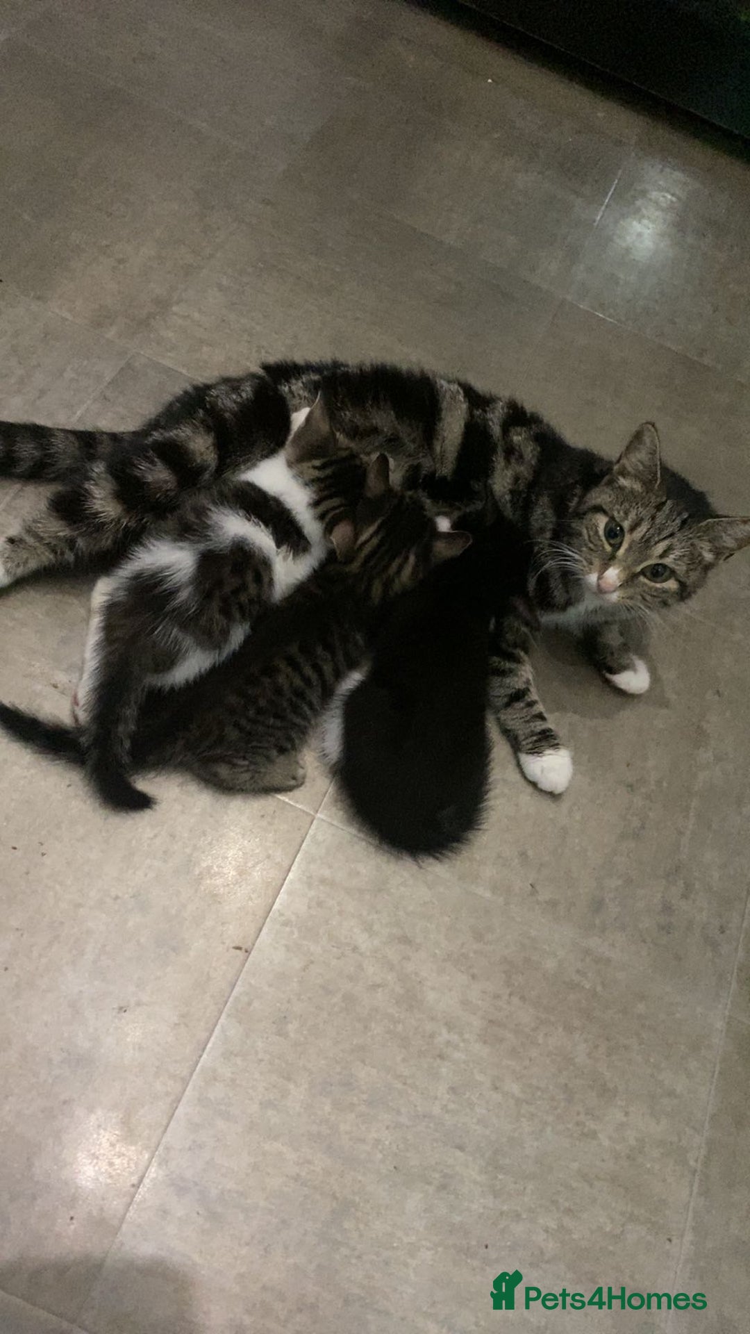 Mixed Breed cats for sale: Three beautiful kittens  - Image 9