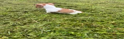 Jack Russell dogs for sale: Jack russell - Advert 2