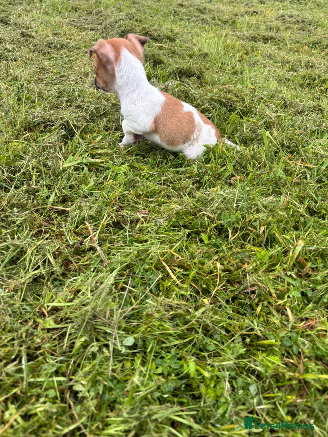 Jack Russell dogs for sale: Jack russell - Advert 2