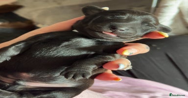 Mixed Breed dogs - Advert 4