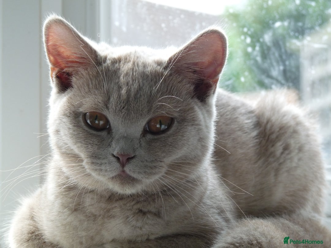 British Shorthair cats for sale: britsh short hair kittens  in Orpington - Image 18