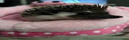 Pygmy Hedgehog rodents for sale: african pygmy hedgehog  - Advert 2