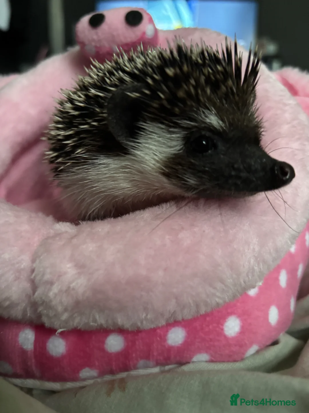 Pygmy Hedgehog rodents for sale: african pygmy hedgehog  - Advert 2