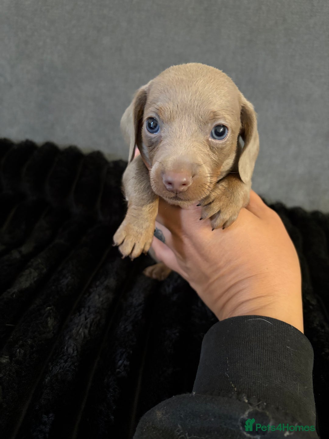 Dachshund dogs for sale: Dachshund puppies for sale - Advert 3
