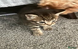 Mixed Breed cats for sale: 3 gorgeous Toms for sale - Image 18