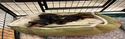 Jack Russell dogs for sale: Beautiful Black and Tan Jack Russell Puppies in Loughborough - Advert 11