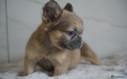 French Bulldog dogs for sale: Exceptional Fluffy French Bulldog Puppies - Image 24