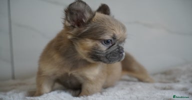 French Bulldog dogs - Advert 2