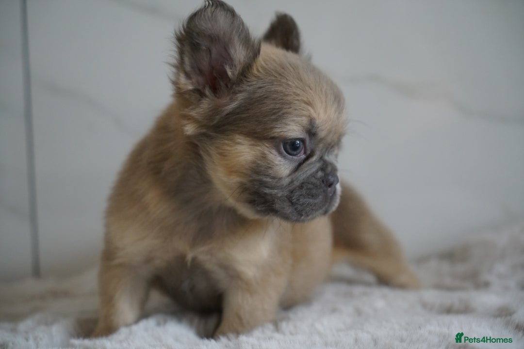 French Bulldog dogs for sale: Exceptional Fluffy French Bulldog Puppies - Image 24