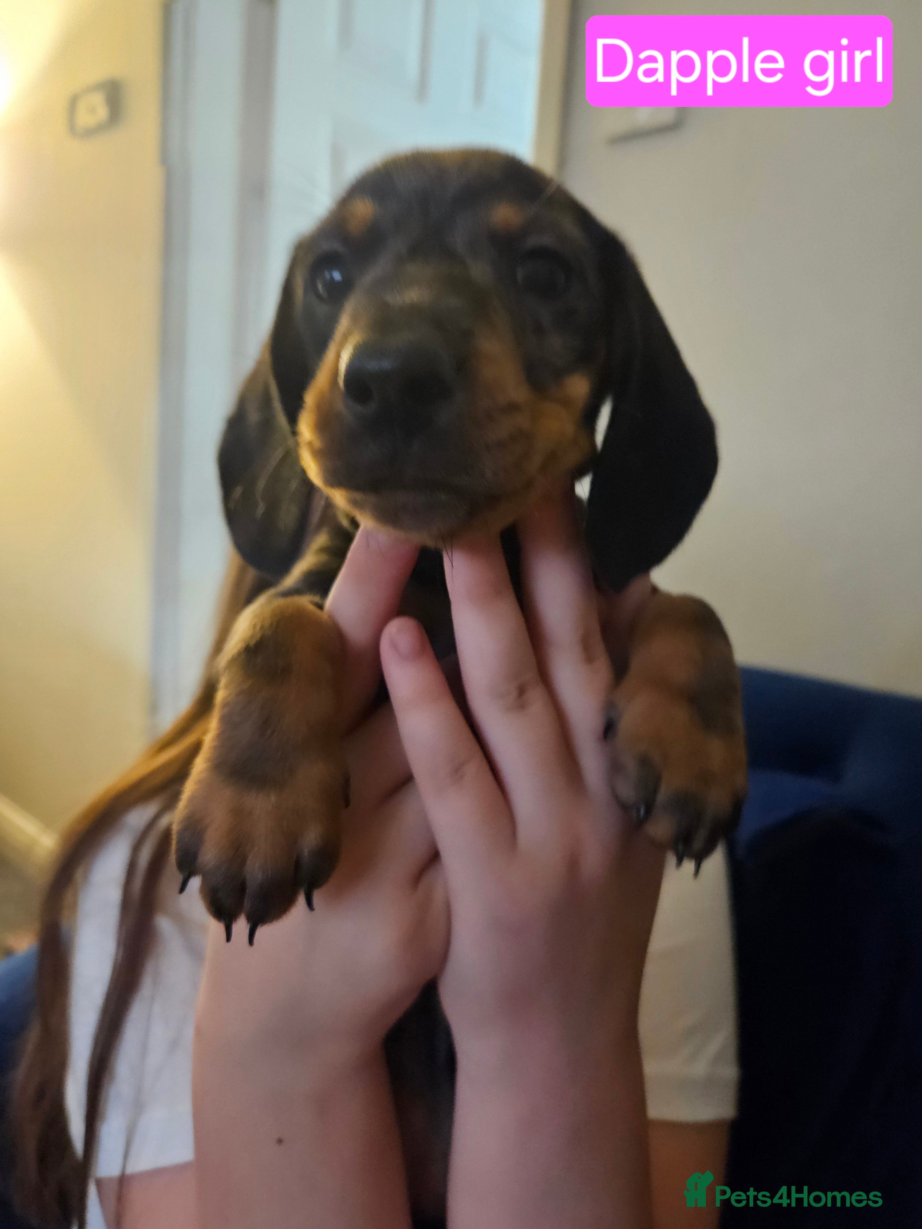 Dachshund dogs Beautiful daschund puppies for sale - Advert 1