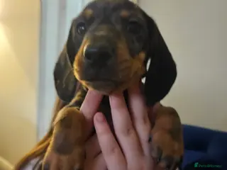 Dachshund dogs Beautiful daschund puppies for sale - Advert 1