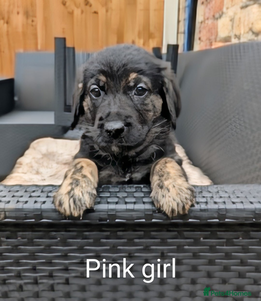 Mixed Breed dogs for sale: Golden Shepherd Puppies  - Image 4