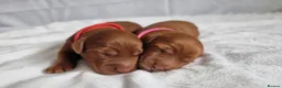Cockapoo dogs for sale: F1 Cockapoo puppies fully DNA tested parents  - Advert 11