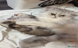 Persian cats for sale: Persian chinchilla kittens  - Image 5