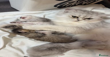 Persian cats - Advert 9