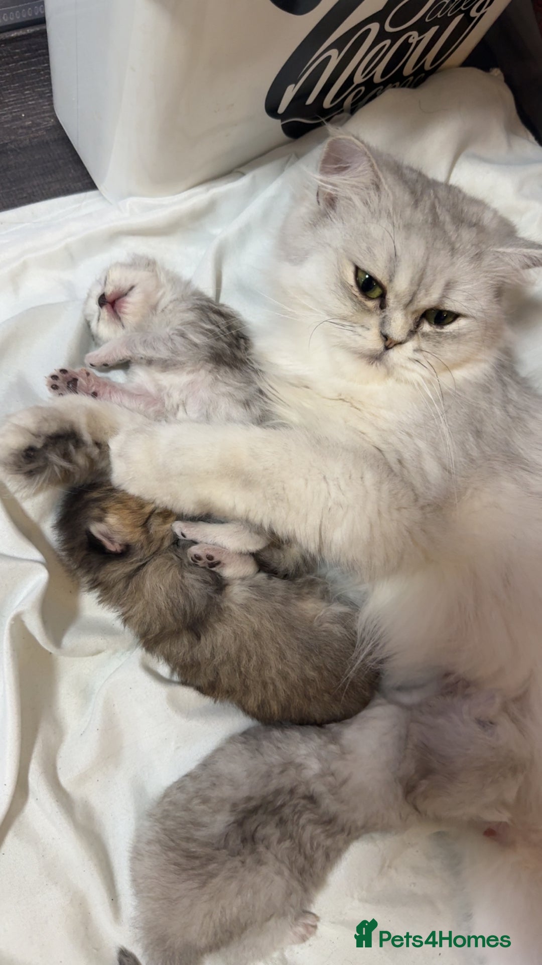 Persian cats for sale: Persian chinchilla kittens  - Image 5