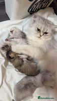 Persian cats - Advert 6