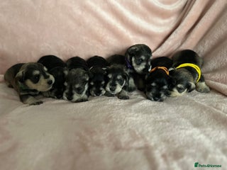 Miniature Schnauzer dogs OUTSTANDING CHAMPION LINES PUPPIES - Advert 11