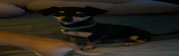 Chihuahua dogs for sale: 3 beautiful Chihuahua puppies  - Advert 8