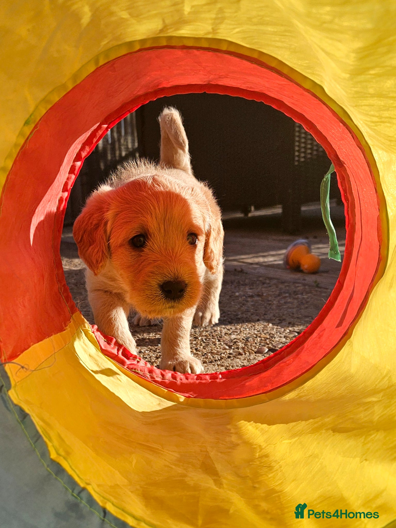 Labradoodle dogs 🌟🐶 Gorgeous miniature labradoodles F2 🐶🌟 - Advert 2