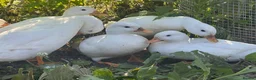 Ducks poultry for sale: Call duck pairs in Sevenoaks - Advert 2