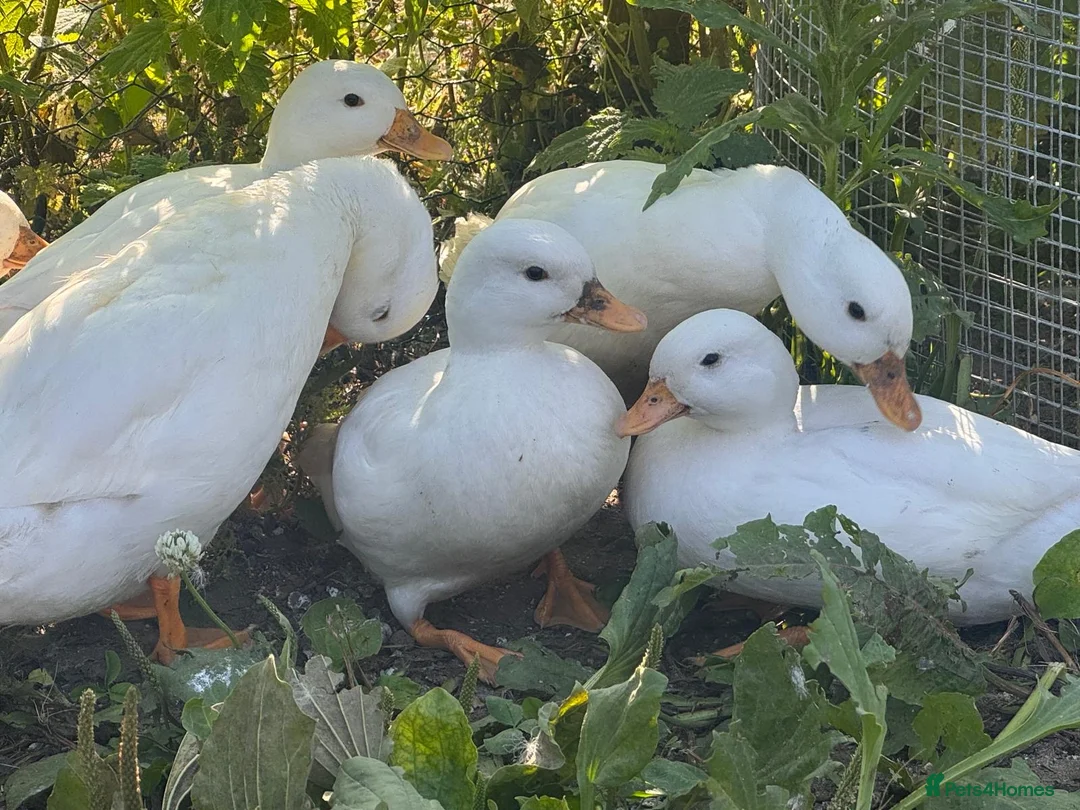 Ducks poultry for sale: Call duck pairs in Sevenoaks - Advert 2