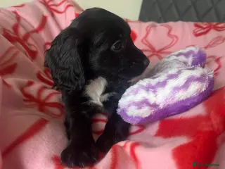 Sprocker dogs Sprocker spaniel puppies - Advert 13